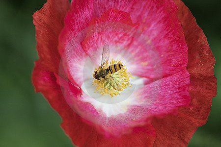 Island-Mohn, rot