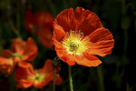 Island-Mohn, rot