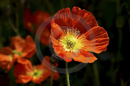 Island-Mohn, rot