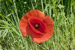 Klatschmohn