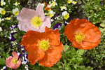 Island-Mohn