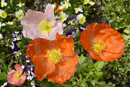 Island-Mohn