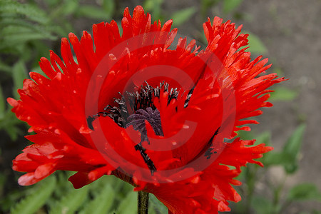 Gefranster roter Mohn