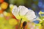 Island-Mohn, weiss