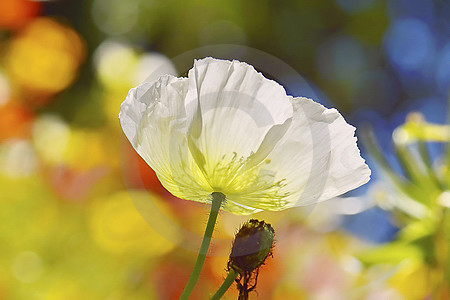 Island-Mohn, weiss