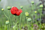 Klatschmohn