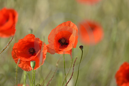 Klatschmohn