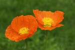 Island-Mohn