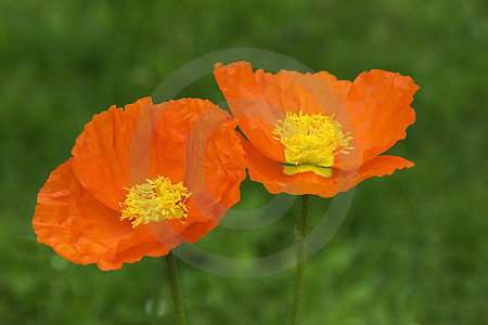 Island-Mohn