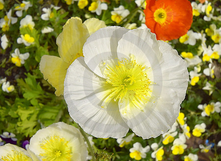 Island-Mohn