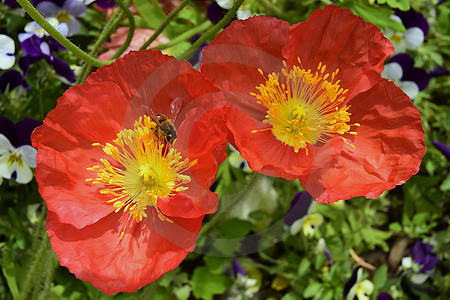 Island-Mohn