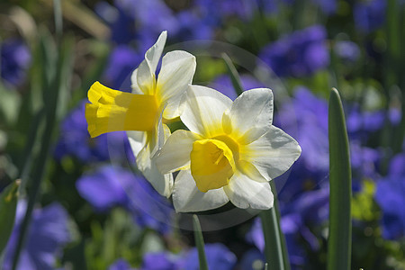 Jonquilla Narzissen 'Golden Echo'