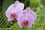 Phalaenopsis