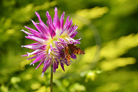 Hirschgeweih-Dahlie