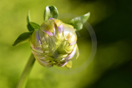 Dahlienblüte