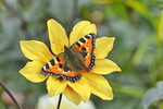 Schmetterling auf Dahlienblüte