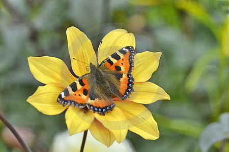 Schmetterling auf Dahlienblüte