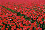 Tulpenfeld mit roten Tulpen