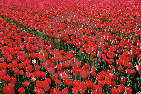 Tulpenfeld mit roten Tulpen