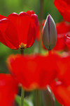 Rote Tulpen