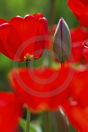 Rote Tulpen