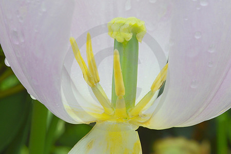 Tulpendetail