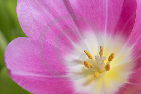 Tulpenblüte