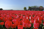 Tulpenfeld mit roten Tulpen