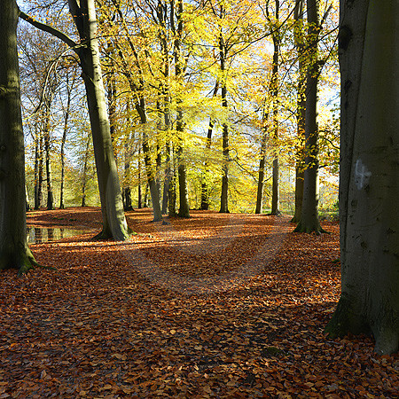 Herbstliche Baumallee