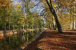 Herbstliche Baumallee mit Teich