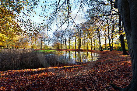 Herbstliche Baumallee