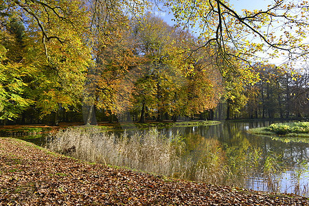 Herbstlandschaft mit Buchen