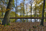 Herbstlandschaft mit Buchen