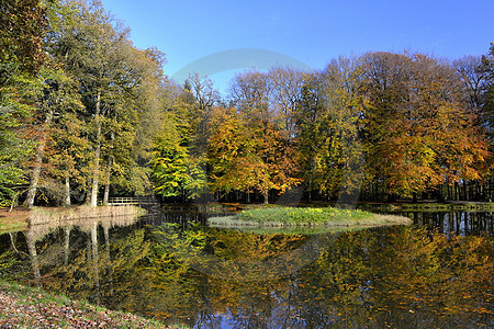 Buchen im Herbstlaub