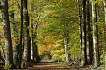 Herbstlicher Buchenwald