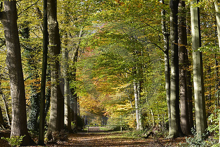 Herbstlicher Buchenwald