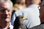 Wüstenbussard