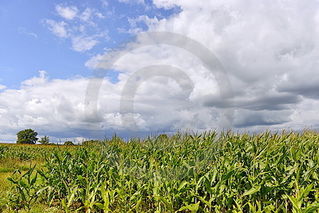 Mais und Wolken