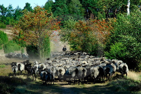 Heidschnuckenherde