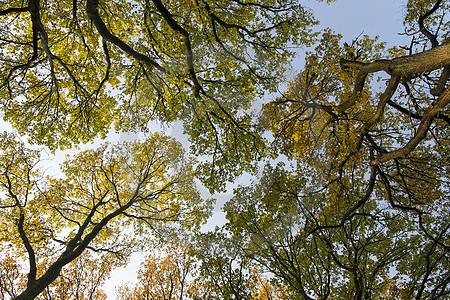 Eichen im Herbst