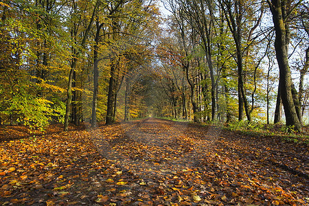 Historische Strasse in Klein Berßen