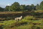 Schafbock in der Heide