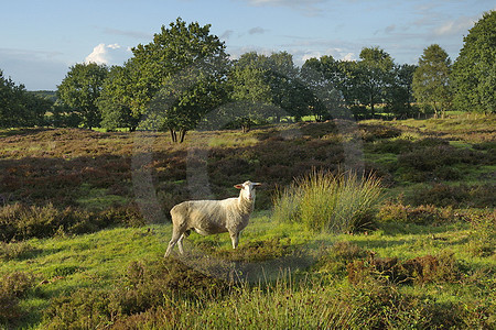 Schafbock in der Heide