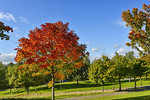 Ahorn im Herbstlaub