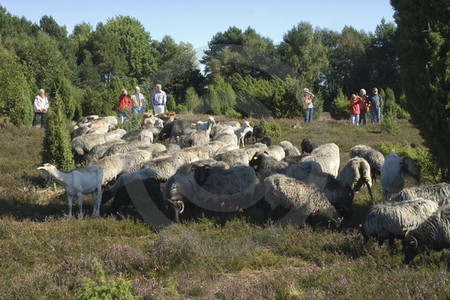 Heidschnuckenherde