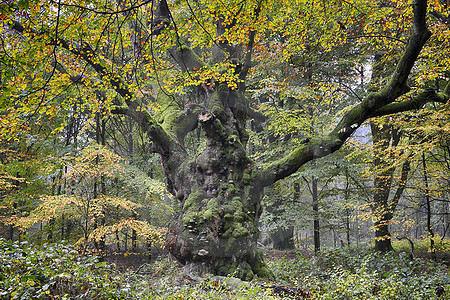 Hude-Eiche im Emsland