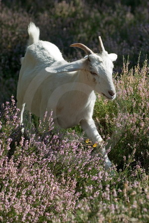 Ziegenbock in der Heide