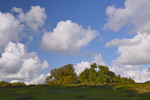 Eichen im Borkener Paradies