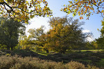 Eichen im Borkener Paradies