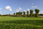 Baumallee in Versen